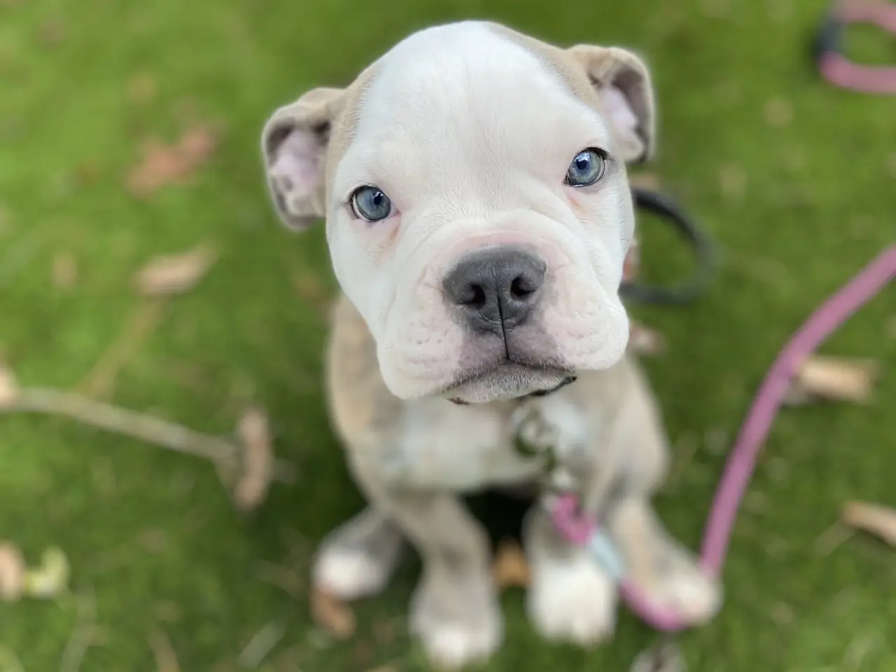 A white bulldog puppy sitting on the grass on a pink leash