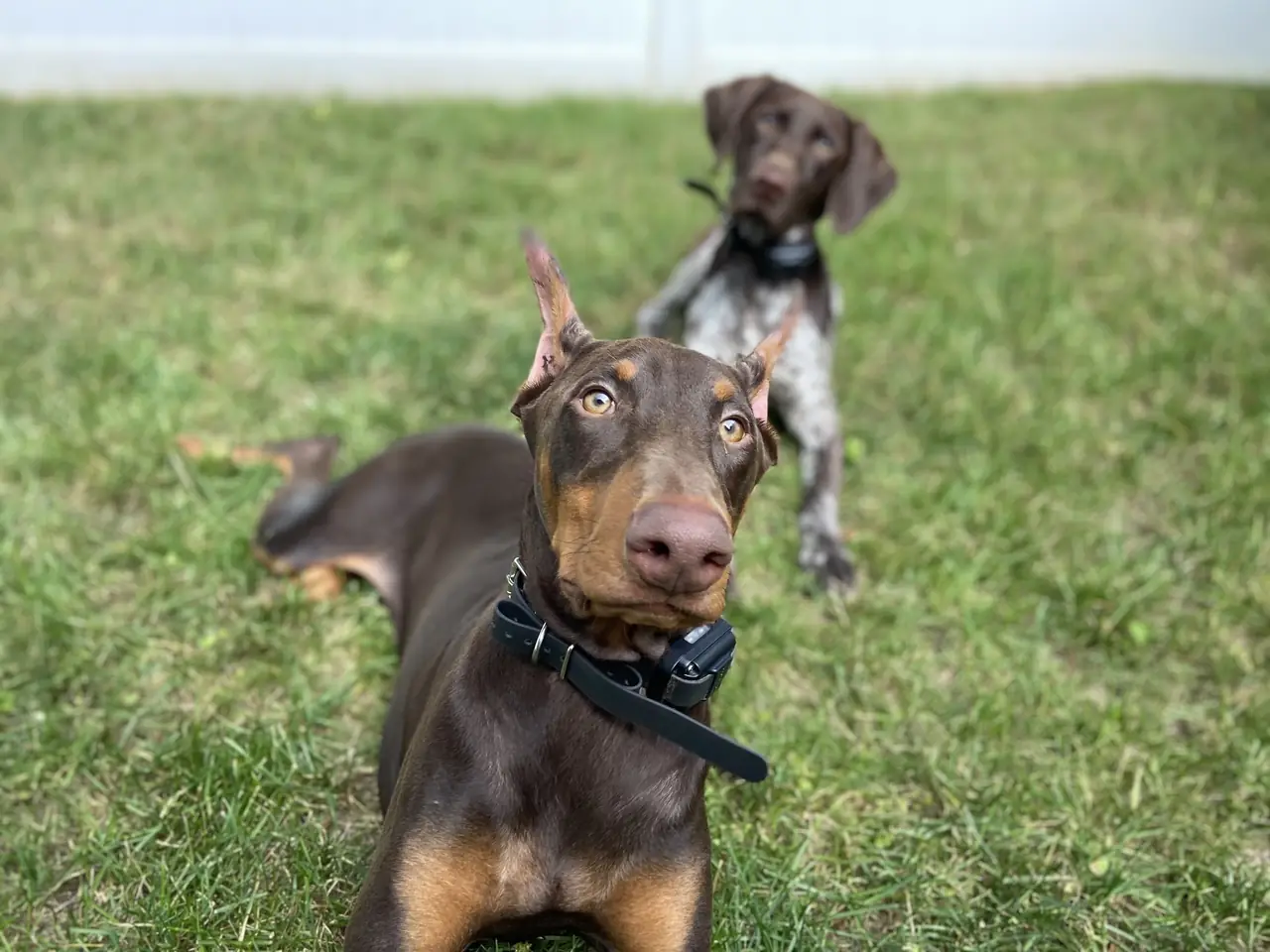 A young Doberman resting on the grass in the yard during puppy board and train on Long Island