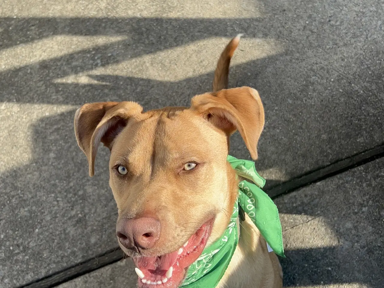 A dog in a green bandana looking up with full attention