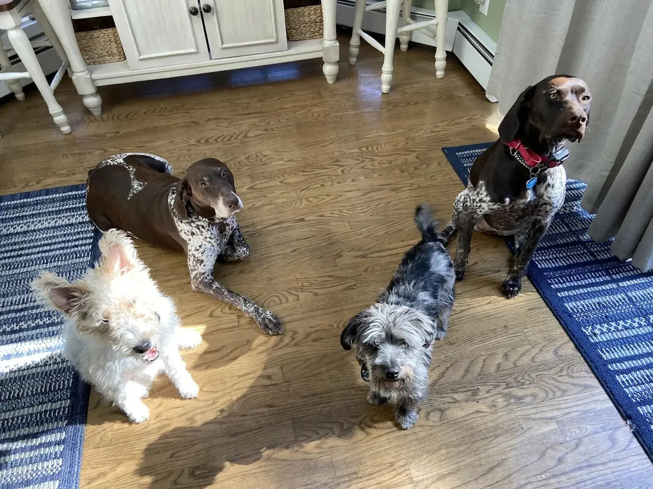 Four dogs resting calmly indoors after private in-home puppy lessons on Long Island