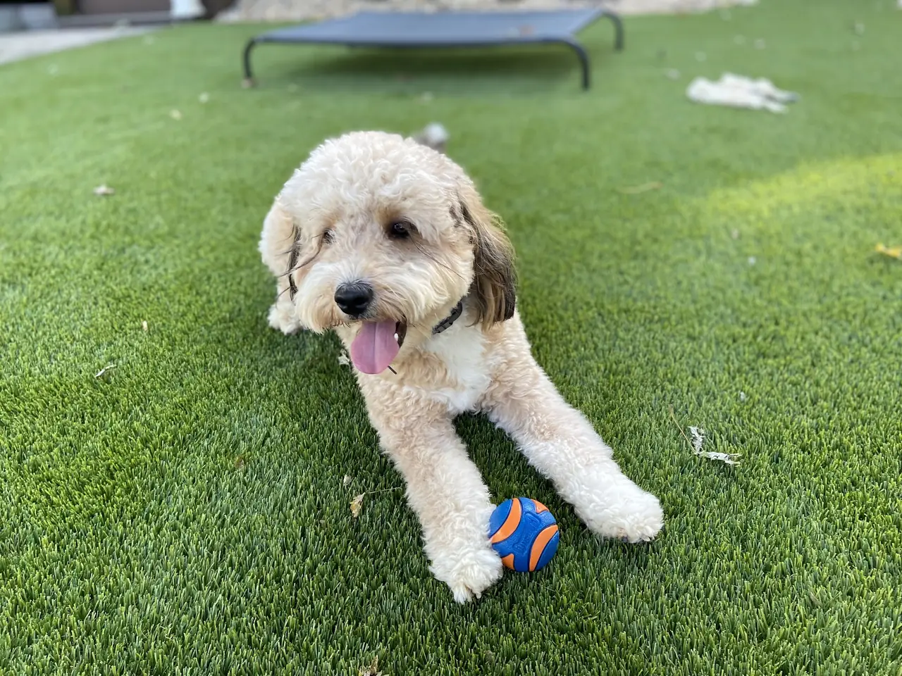 A doodle lying on the turf with a ball between its paws