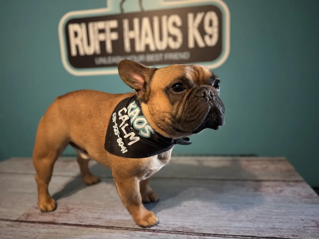 A French bulldog in a black bandana standing in front of a Ruff Haus K9 sign