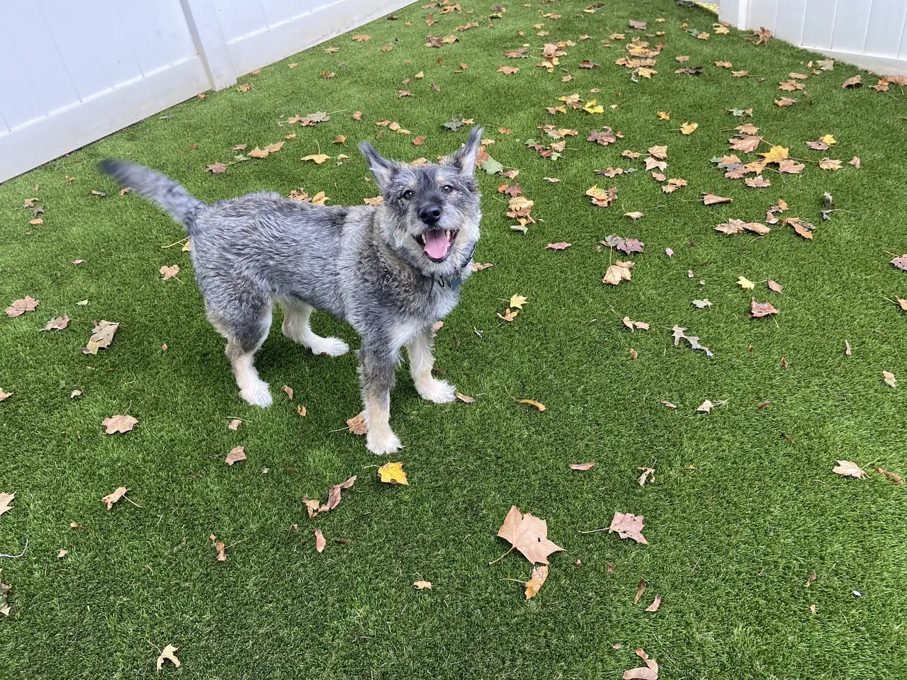 A grey scruffy dog standing on the turf among fall leaves, an adult dog in house training on Long Island