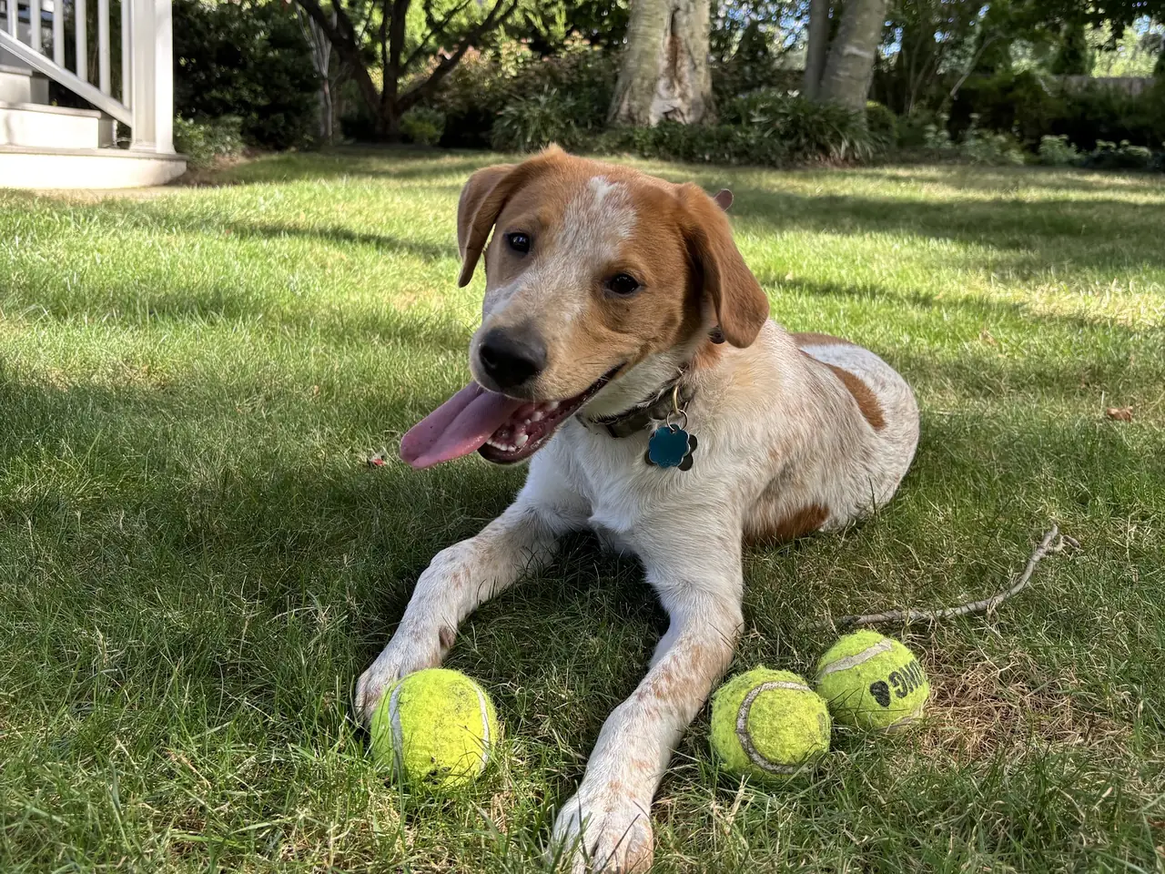 A hound lying on the grass with three tennis balls