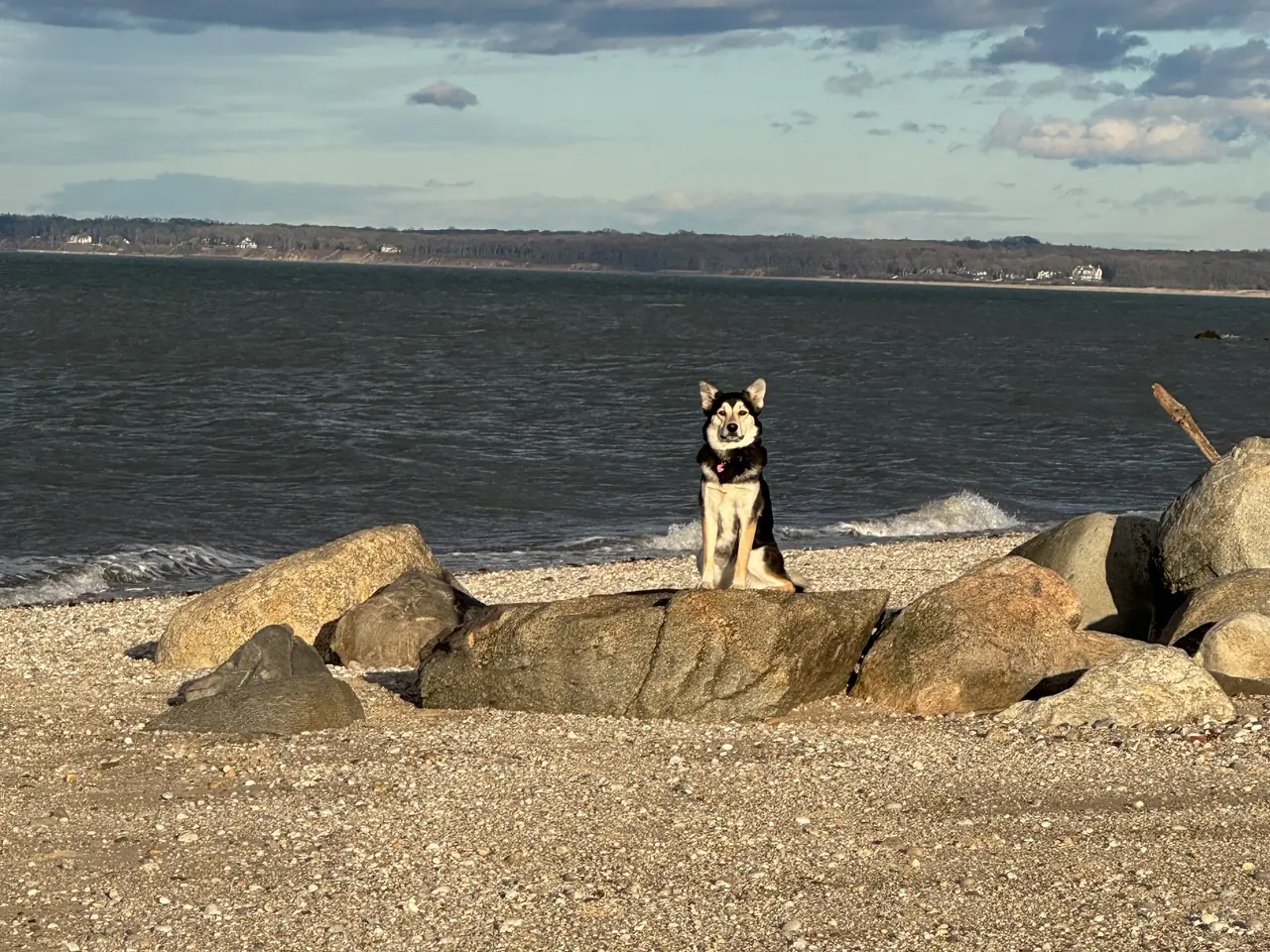 A husky sitting on the rocks at a beach, with the water behind it
