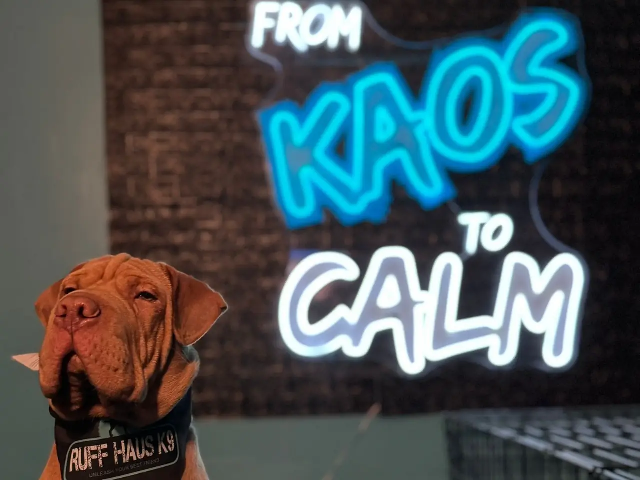 A dog in a Ruff Haus K9 bandana sitting calmly in front of a neon sign that reads From Kaos to Calm