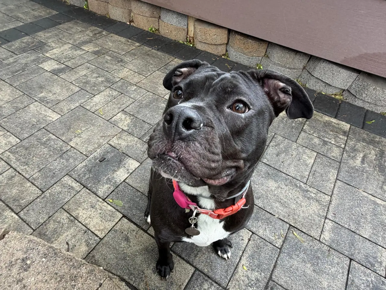A pit bull sitting calmly on a patio and looking up