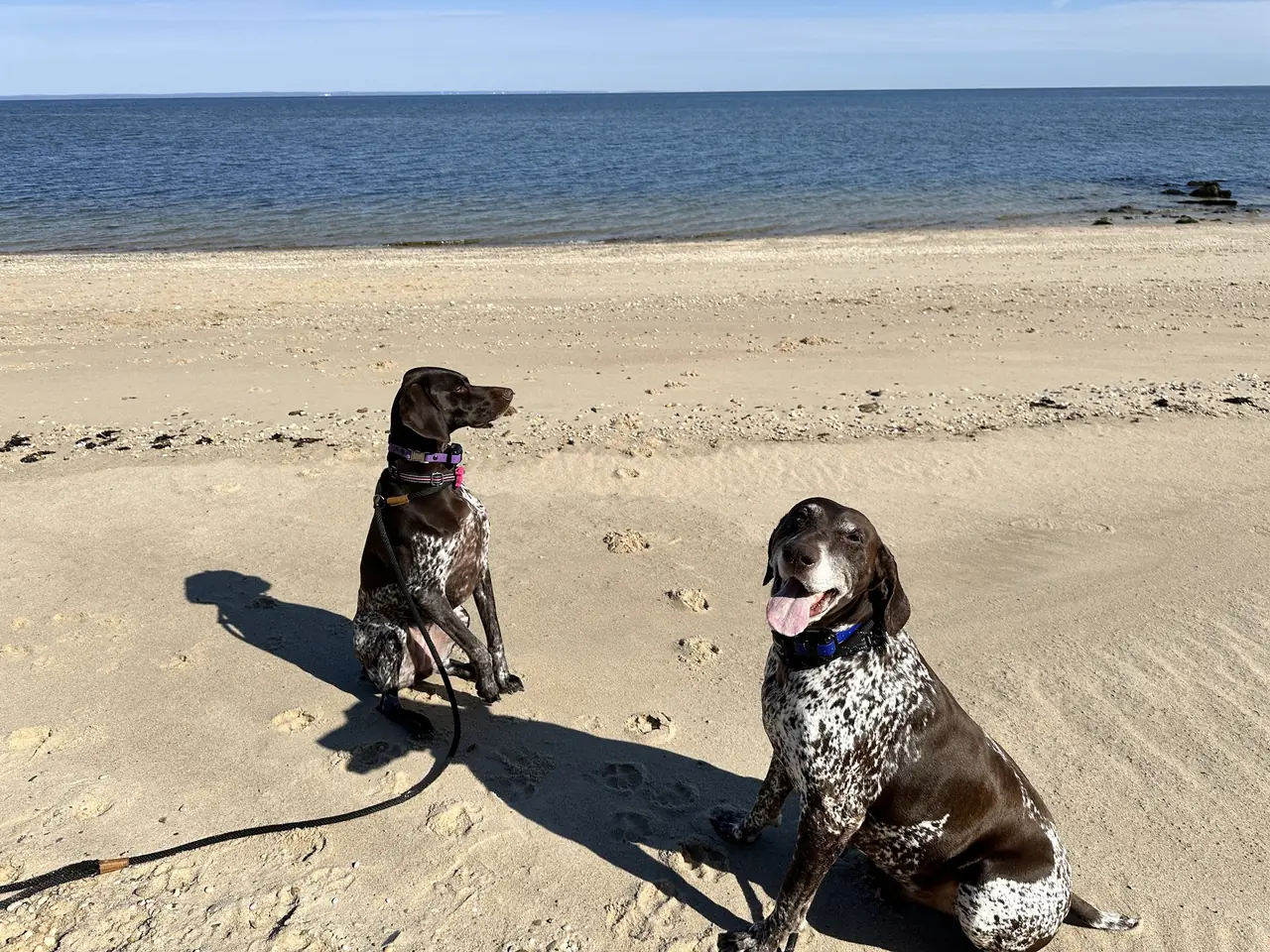 Two spotted pointers sitting on the beach, one on a long leash