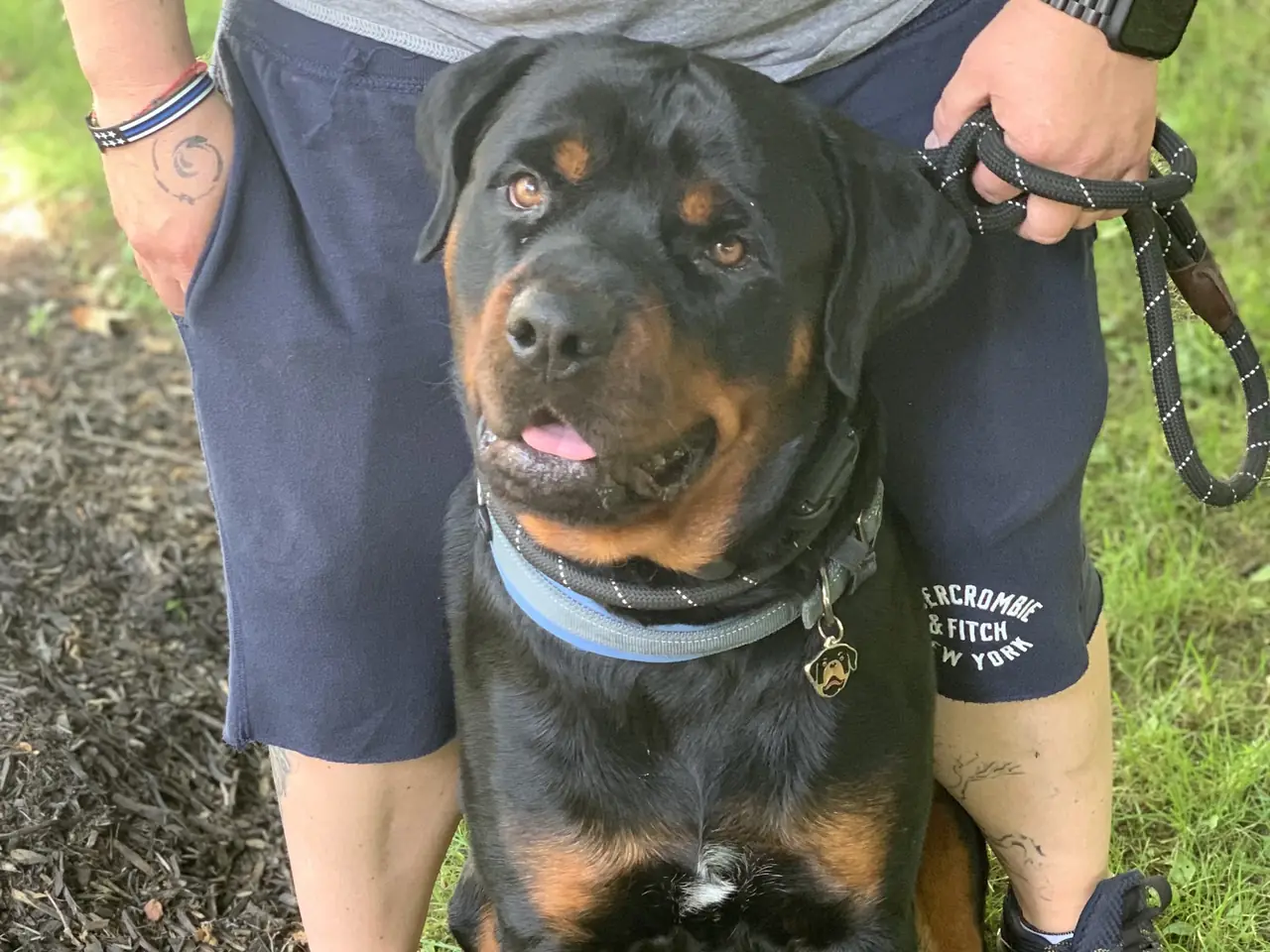 A Rottweiler sitting calmly on a leash between its handler’s feet