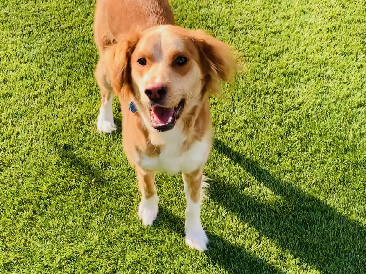 A happy spaniel mix standing on the turf in the sun