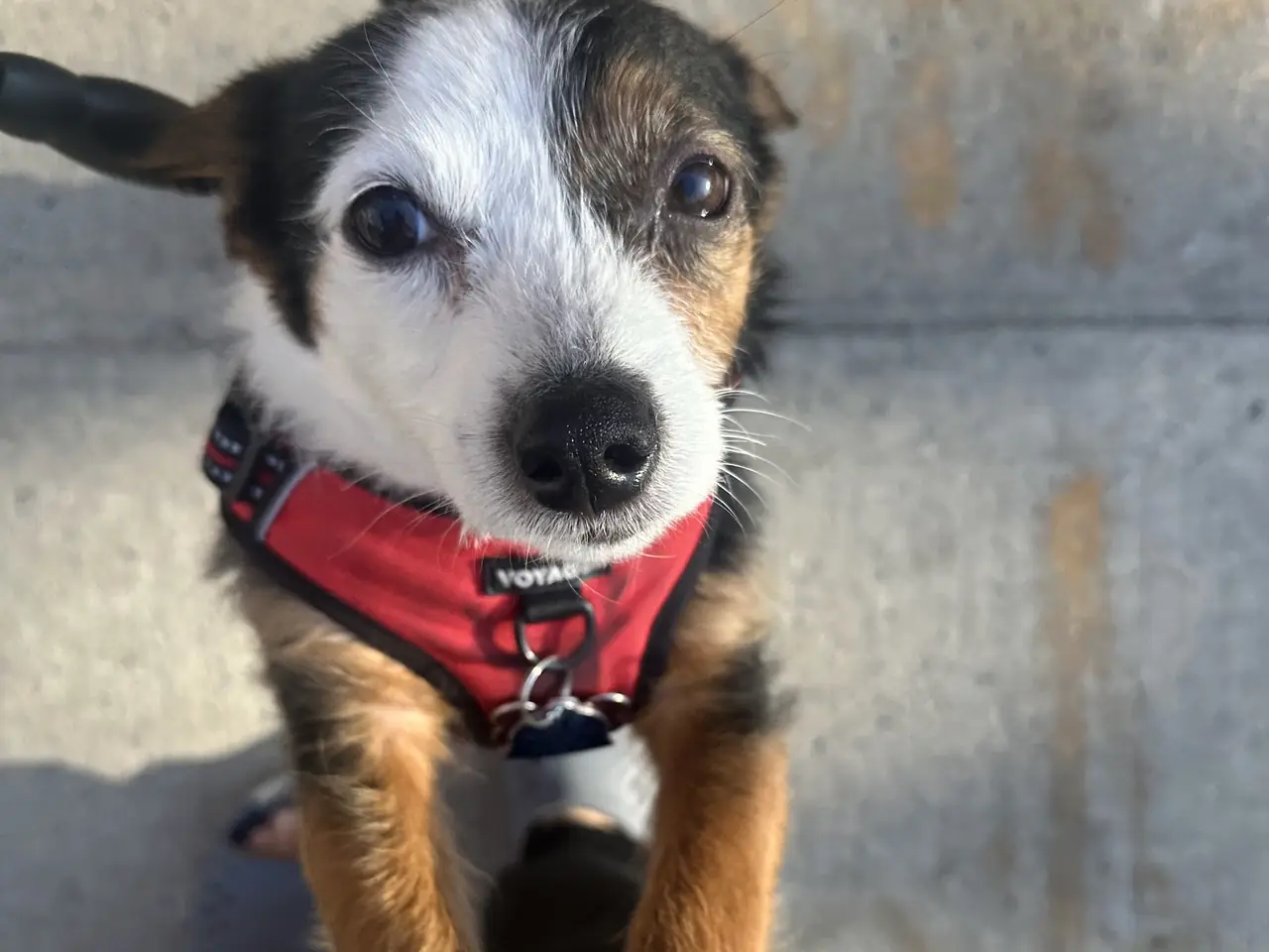 A small terrier in a red harness looking up at the trainer during crate training on Long Island
