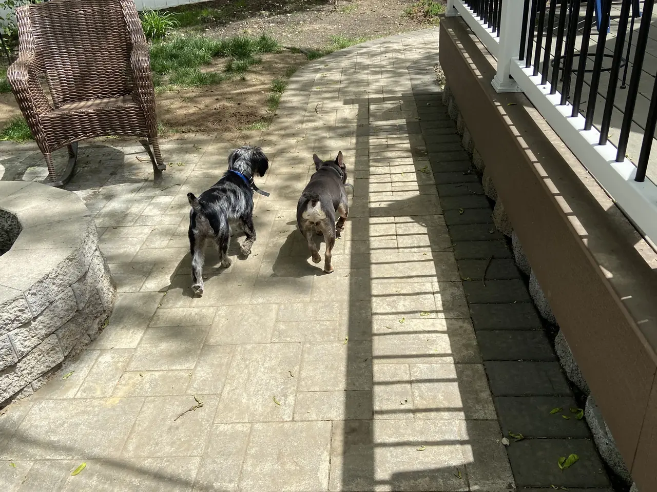 Two dogs walking side by side on a stone garden path