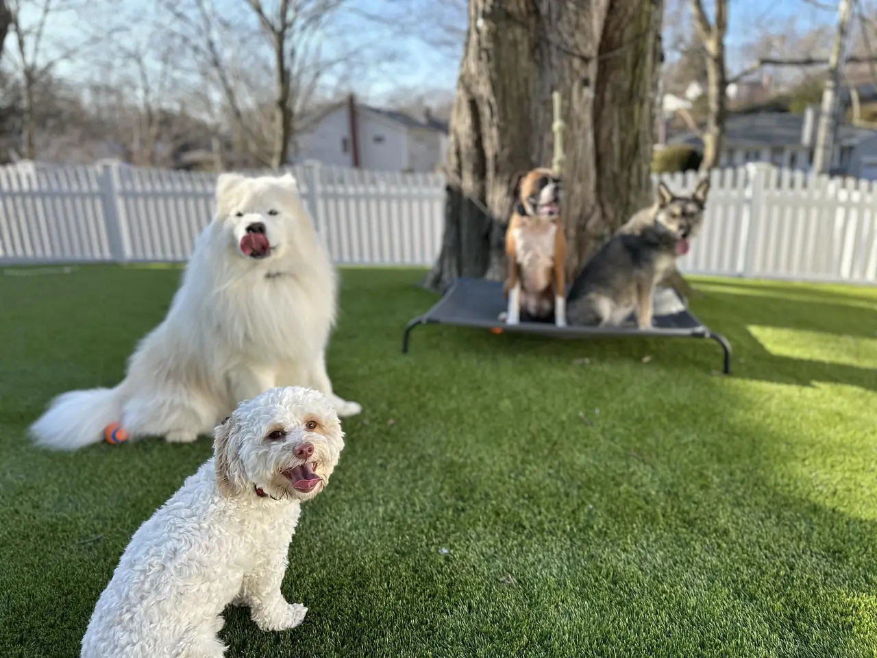 A Samoyed and a small white dog in the yard at Ruff Haus K9, with two dogs resting on a cot behind them