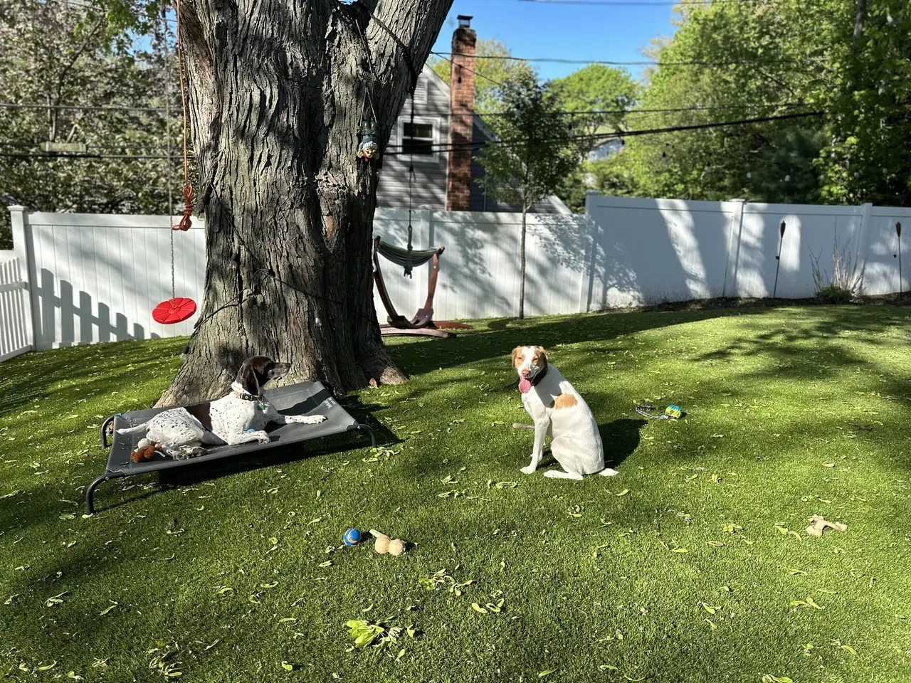 A dog resting on a cot and a terrier under a tree in the fenced Ruff Haus K9 yard on Long Island