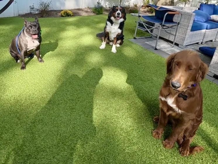 Three dogs relaxing on the turf in a fenced yard